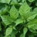 Trinidad Scorpion Yellow