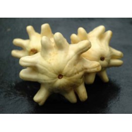 Yugoslavian Finger Fruit