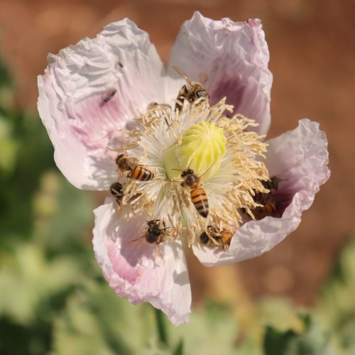 Poppy Afyon White