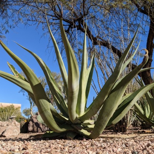 Soap or Octopus Agave