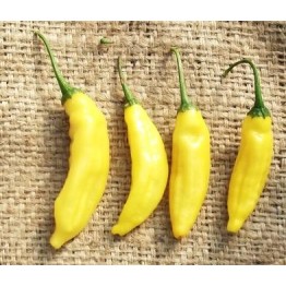 Aji Duke Amarillo