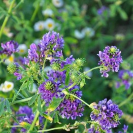 Alfalfa Green Manure Seed