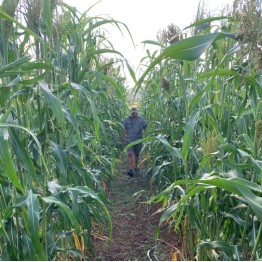 Ames Amber Sorghum