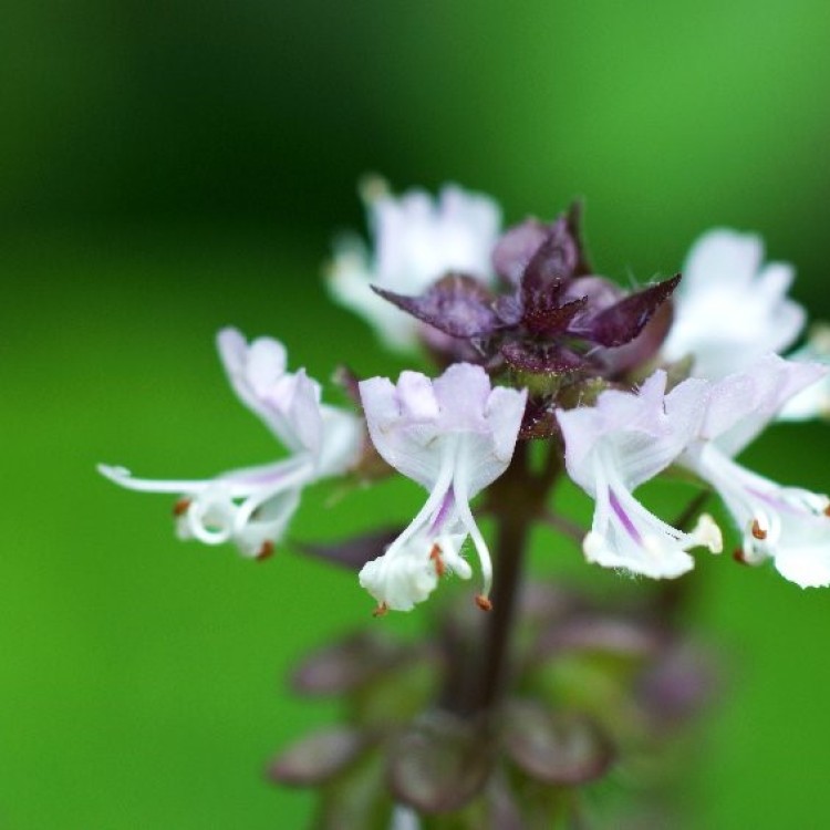 Basil Anise