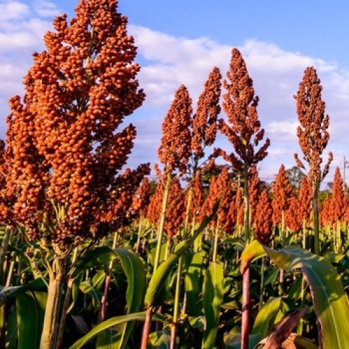 Apache Red Sorghum (Sugar Cane)