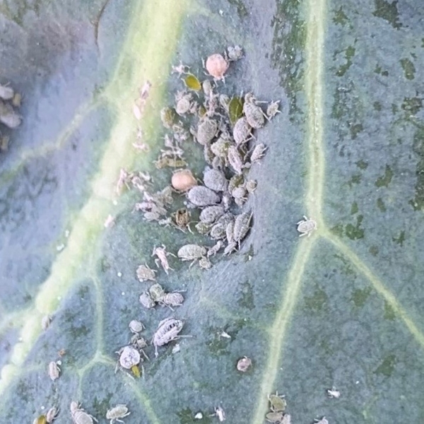 Aphid Control