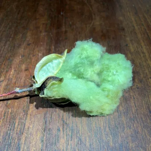 Arkansas Green Lint
