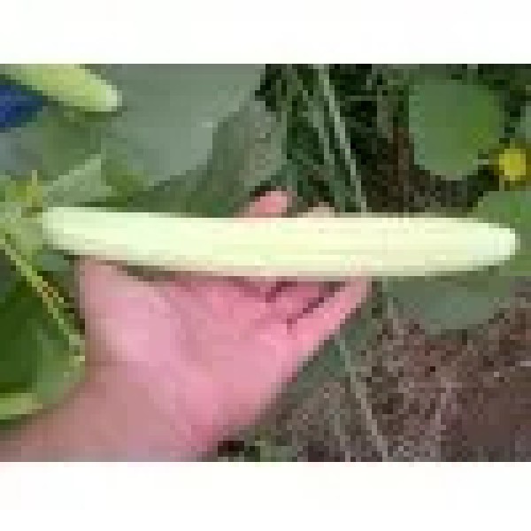 Armenian White 