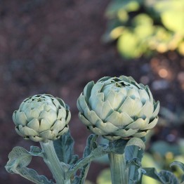 Green Globe Artichoke