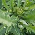 Green Globe Artichoke