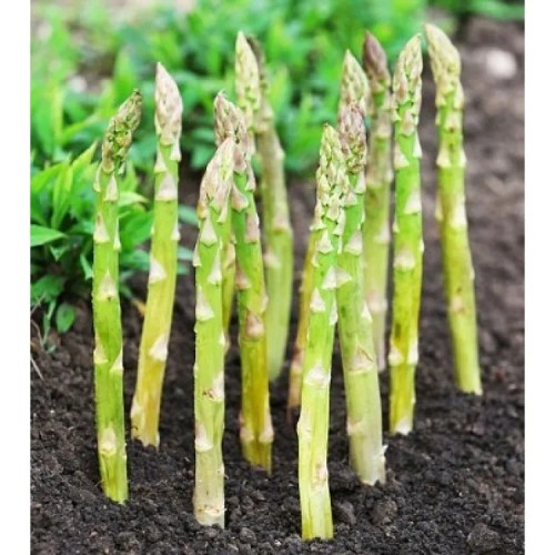 UC 72 Asparagus Crowns