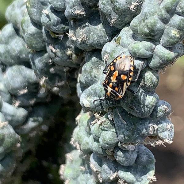 Bagrada Bug