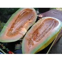 Seedling Banana Melon