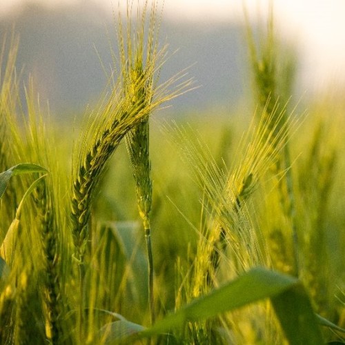 Barley Green Manure