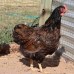 Double‑Laced Barnevelder