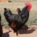 Double‑Laced Barnevelder