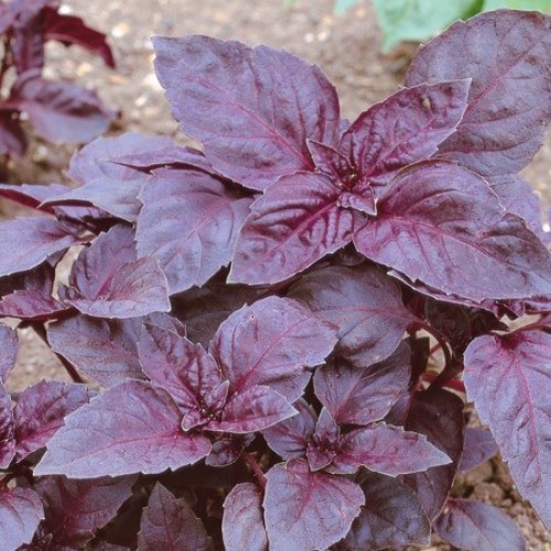 Red Rubin Basil