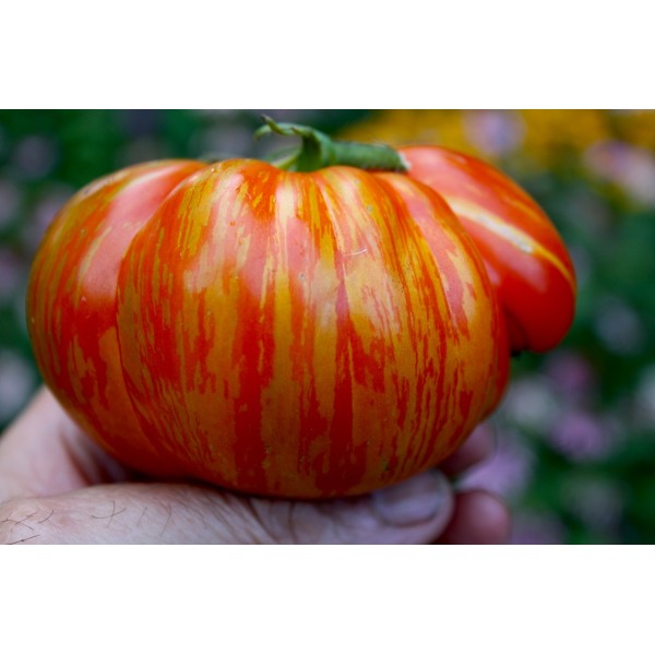 Bicolour / Striped Tomatoes