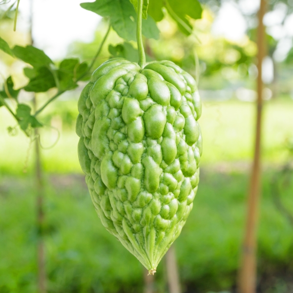 Big Top Bitter Melon