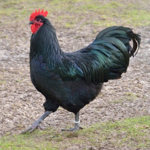 Black Australorps