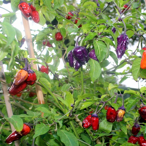 Scorpion Tongue Black