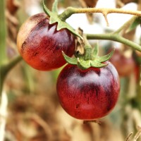 Black Strawberry
