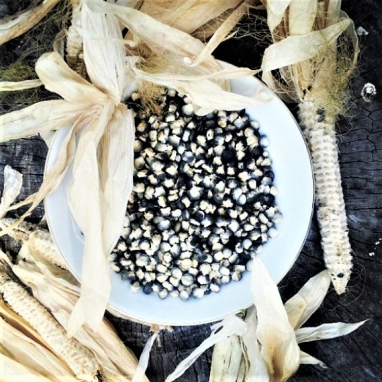 Black Aztec Corn