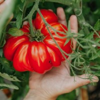 Burmese Sour Tomato
