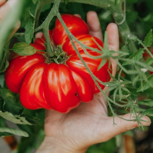 Burmese Sour Tomato