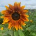 Burnt Umber Sunflower