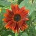 Burnt Umber Sunflower