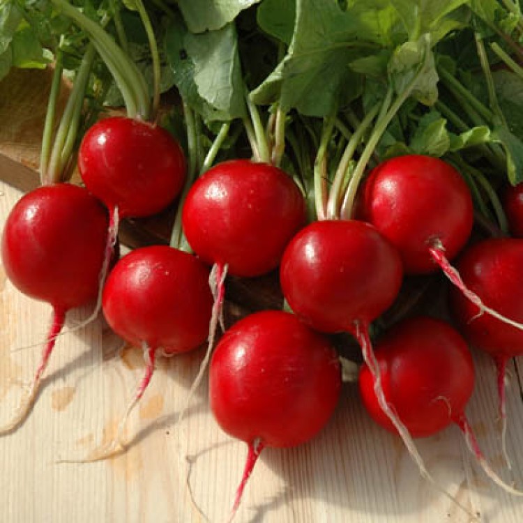 Giant Butter Globe Radish