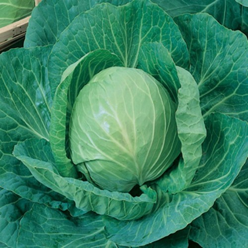 Green Express Cabbage