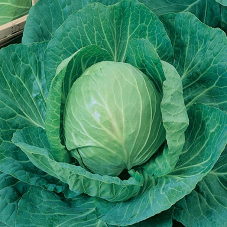 Green Express Cabbage