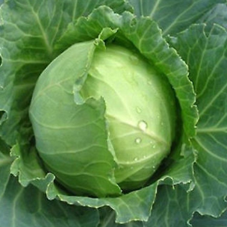 Early Round Dutch Cabbage