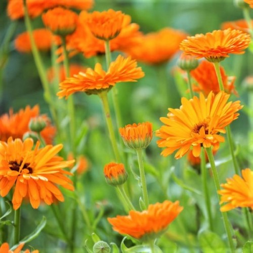 Calendula