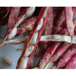 Canadian Cranberry