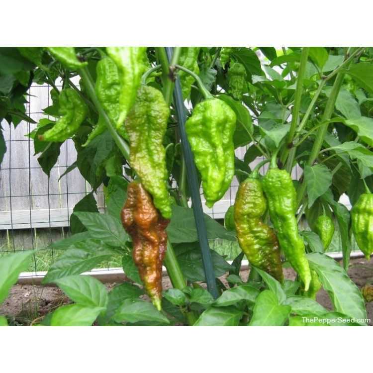 Bhut Jolokia Caramel