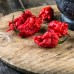 Carolina Reaper
