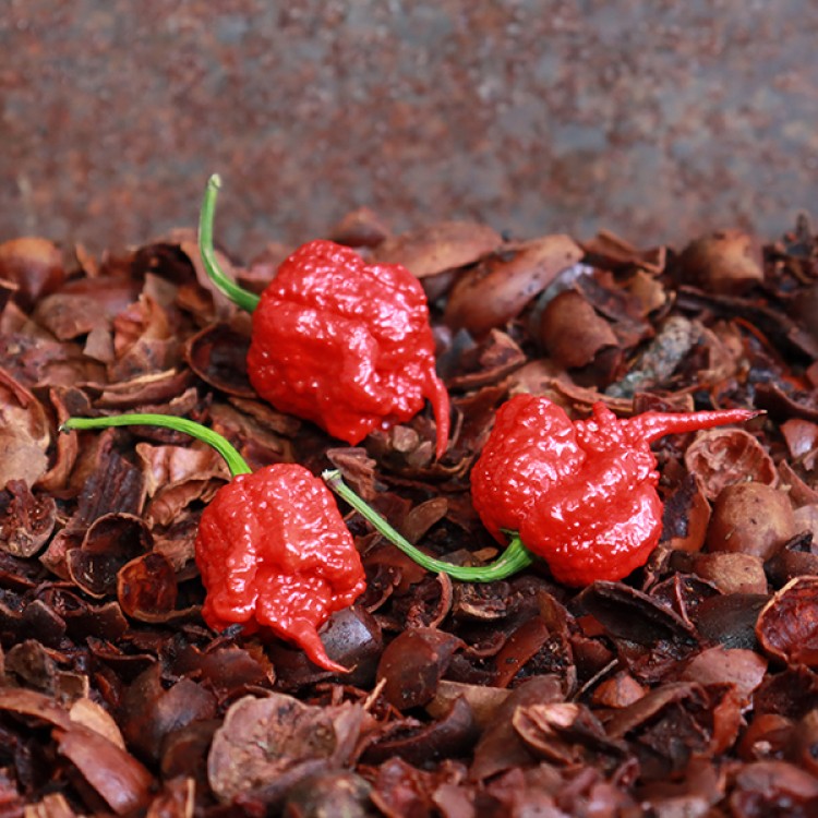Carolina Reaper