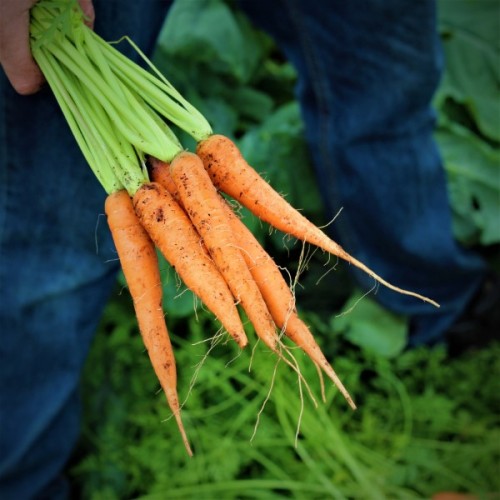 Kuroda Long Carrot