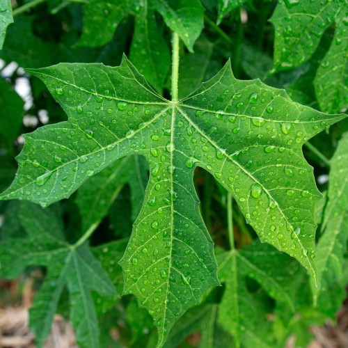 Chayamansa Tree Spinach