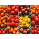 Cherry Tomatoes