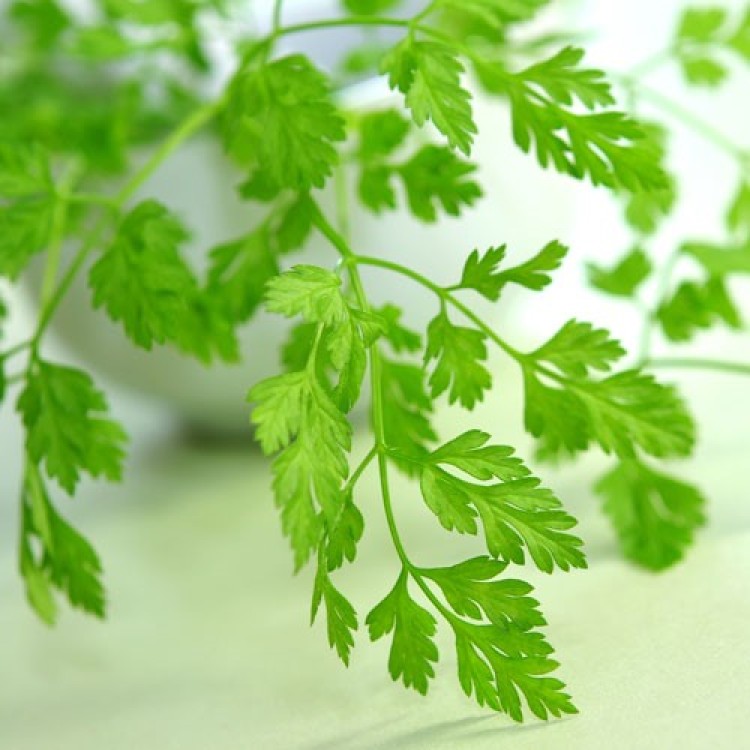 Chervil