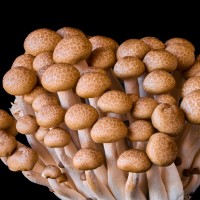Chestnut Mushroom System