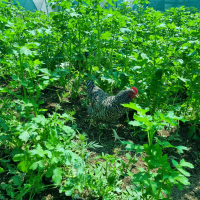  Spring/Summer Chicken Pasture Mix