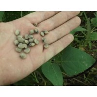 Chinese Snake Bean