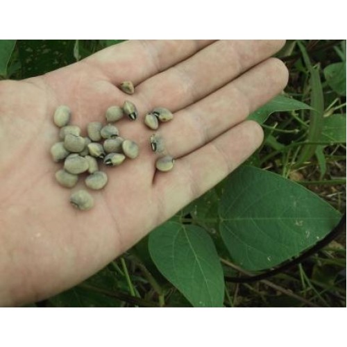 Chinese Snake Bean
