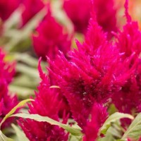 Seedling Chinese Wool Flower Seedling Chinese Wool Flower