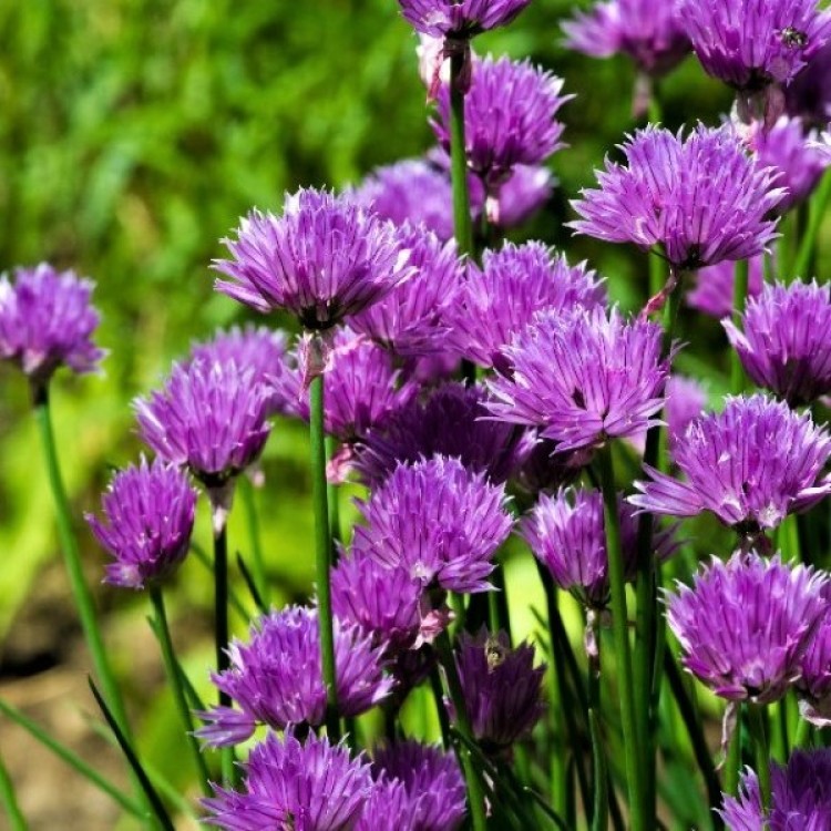 Chives